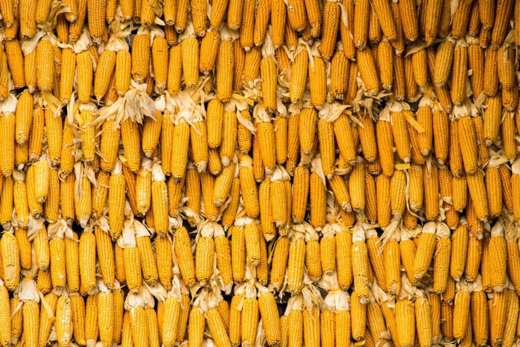 Ears of corn stacked on top of each other
