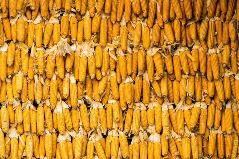 Nixtamalization - Ears of corn stacked on top of each other